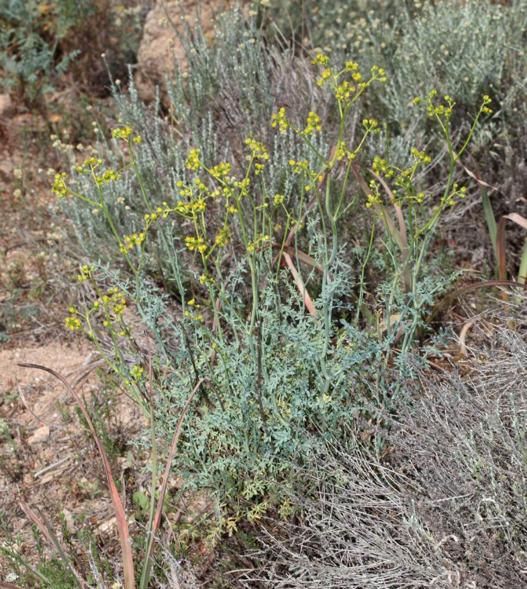 Ruta (?)  S, Ruta angustifolia