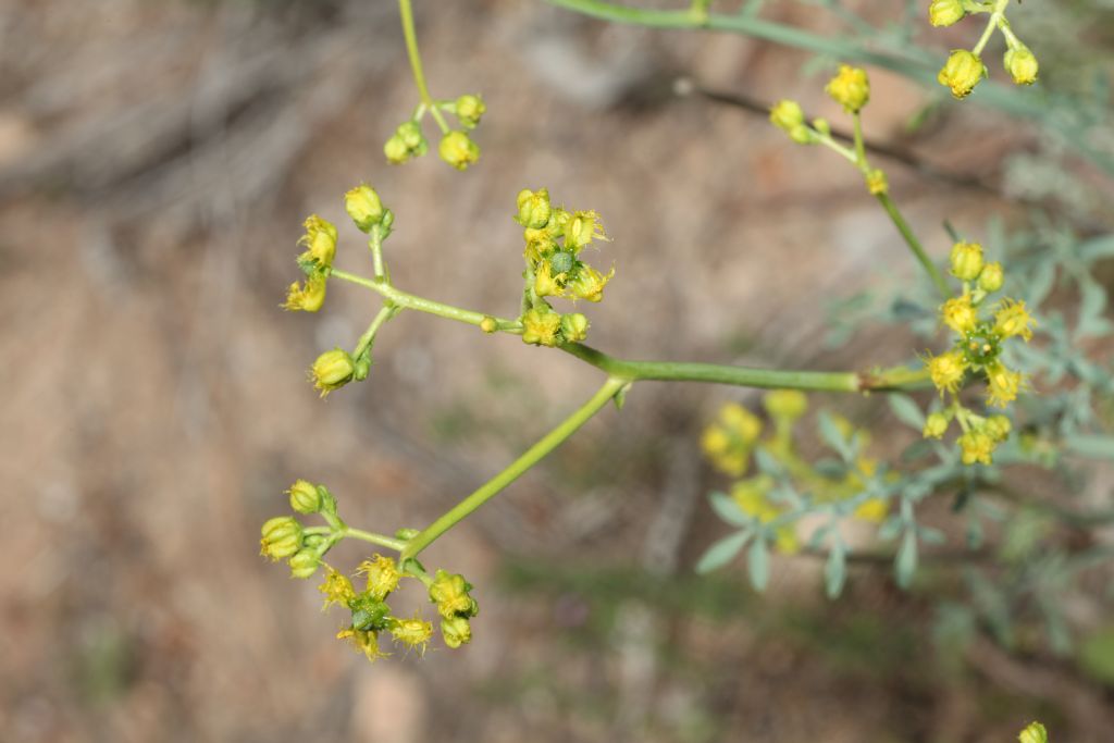 Ruta (?)  S, Ruta angustifolia