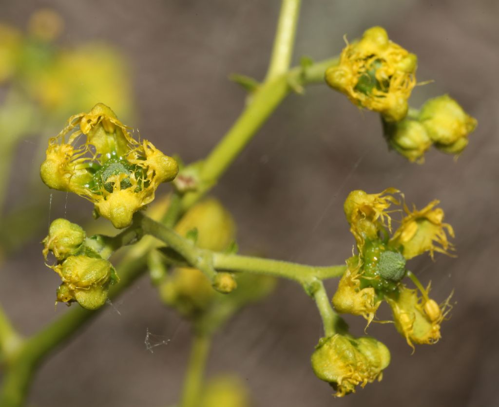 Ruta (?)  S, Ruta angustifolia