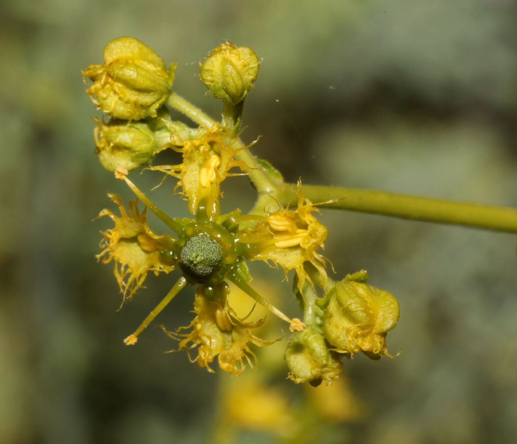 Ruta (?)  S, Ruta angustifolia