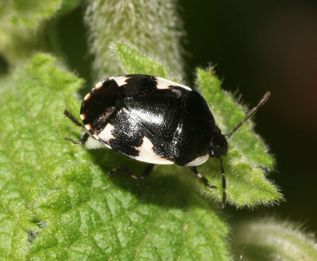 Cydnidae: Tritomegas sexmaculatus