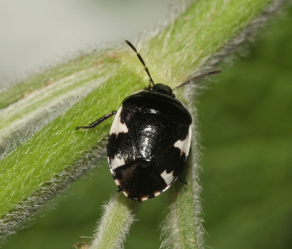 Cydnidae: Tritomegas sexmaculatus