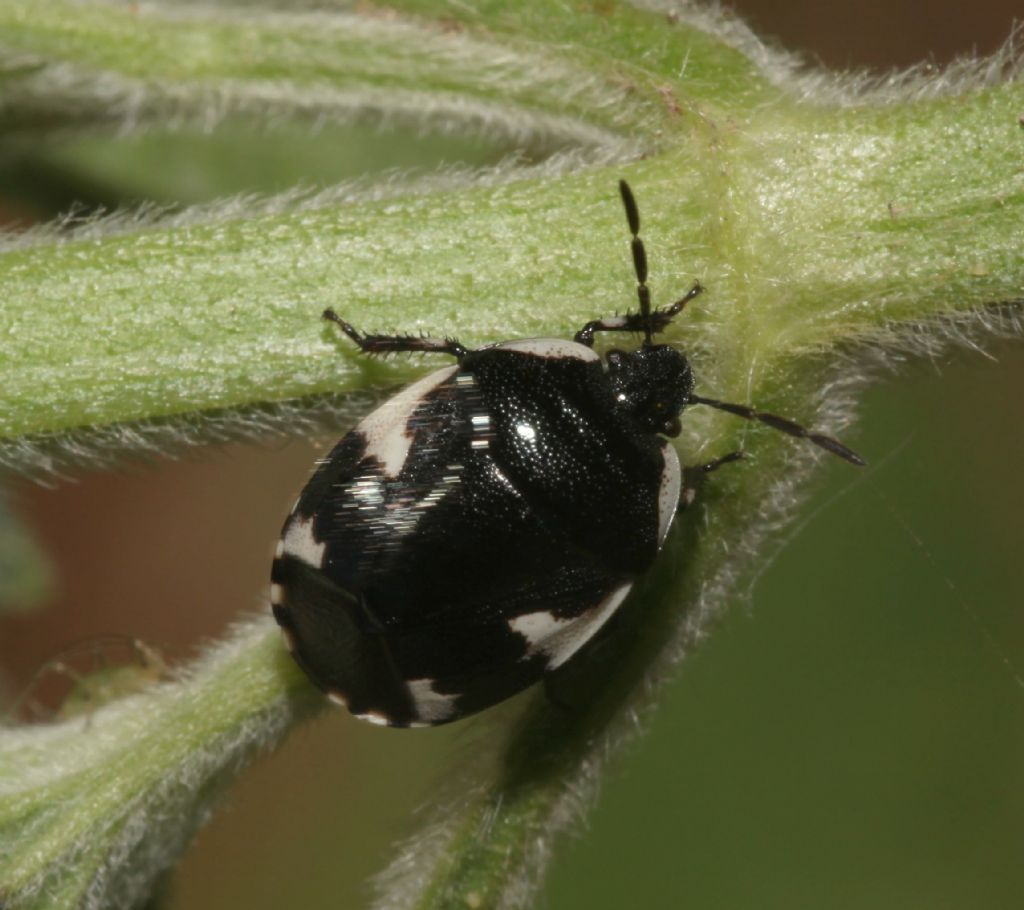 Cydnidae: Tritomegas sexmaculatus
