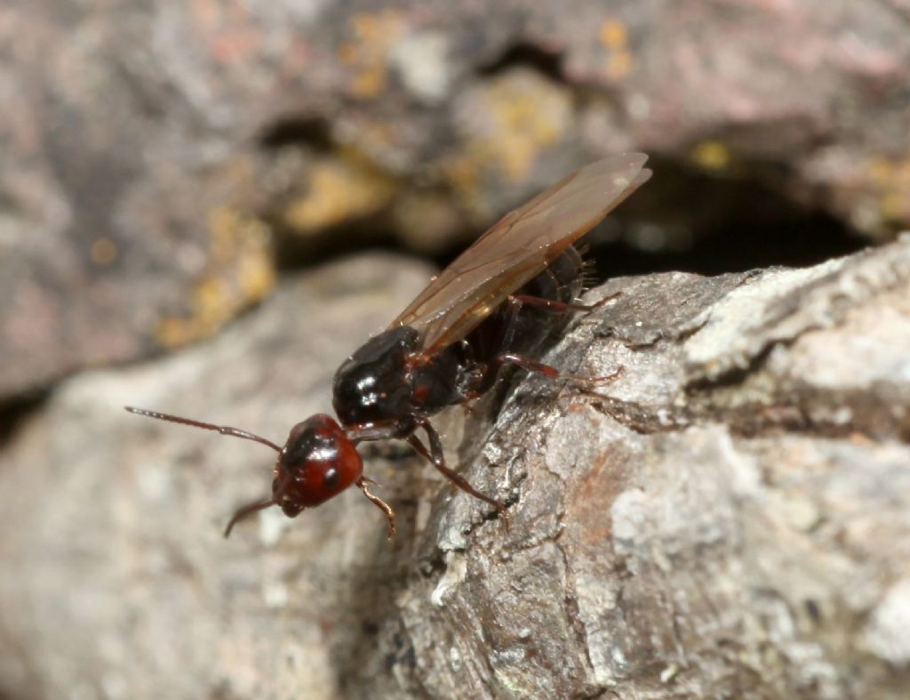 Sessuato di Formicidae: Camponotus lateralis, femmina