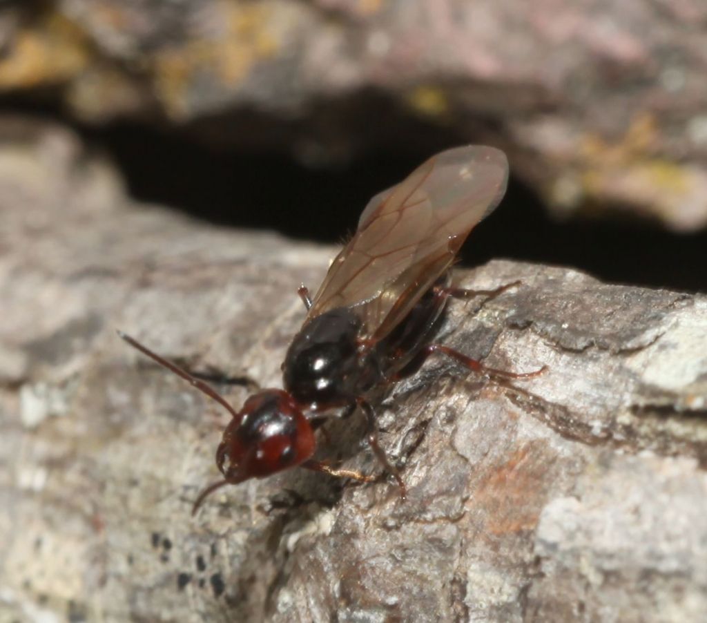 Sessuato di Formicidae: Camponotus lateralis, femmina