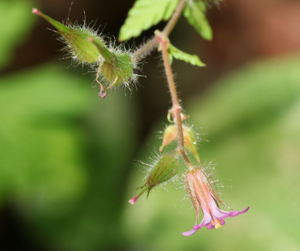 Geraneum purpureum? S�