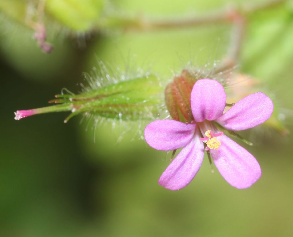 Geraneum purpureum? S�
