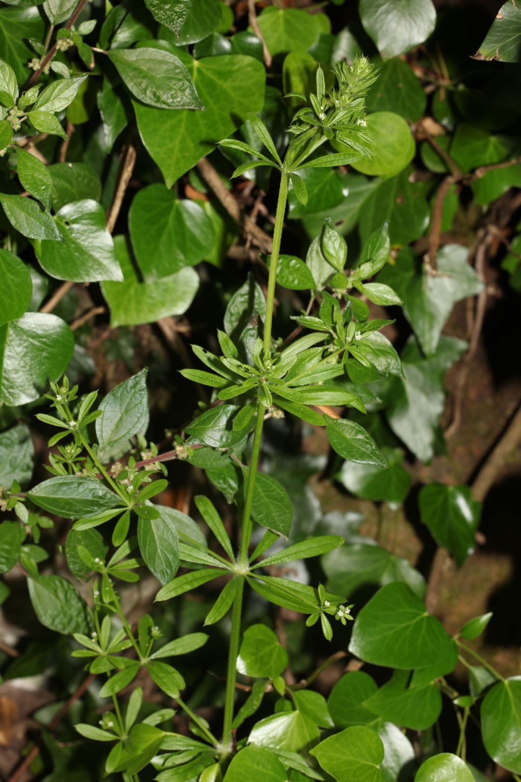 Galium aparine (Rubiaceae)