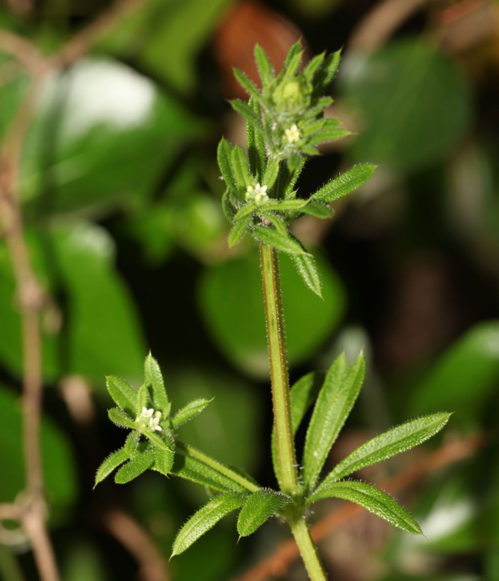 Galium aparine (Rubiaceae)