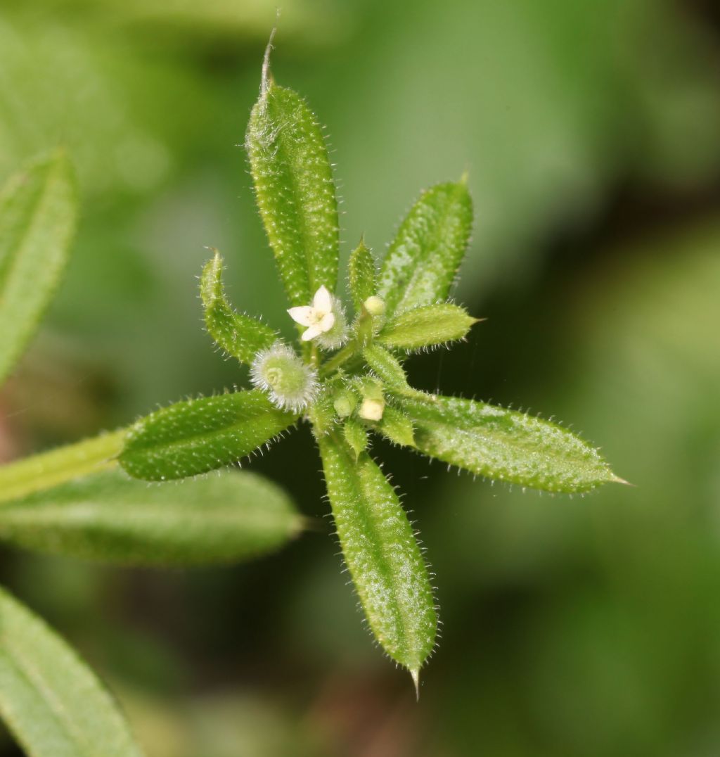 Galium aparine (Rubiaceae)