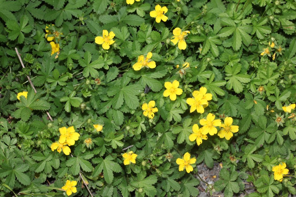 Ranunculus ... No, Potentilla reptans (Rosaceae)
