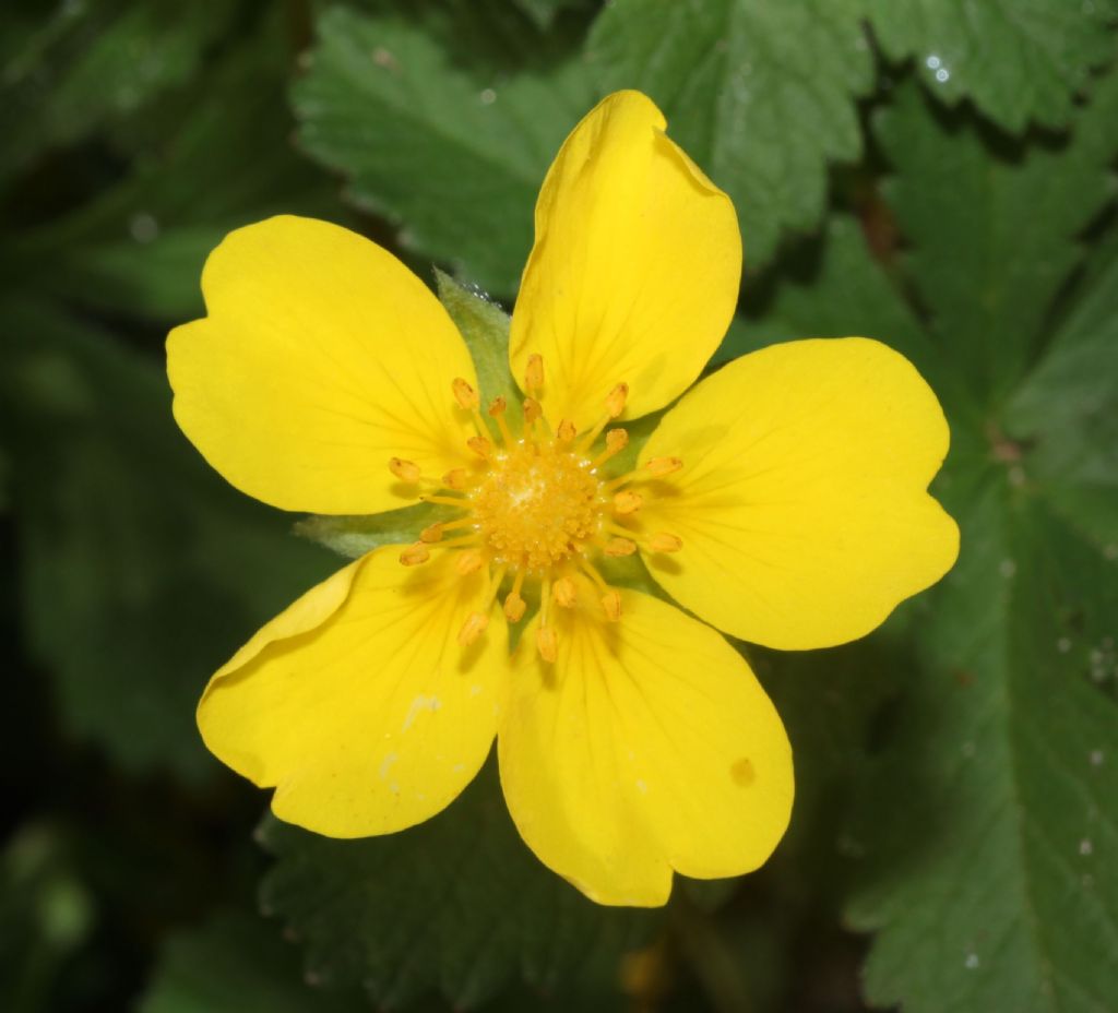 Ranunculus ... No, Potentilla reptans (Rosaceae)