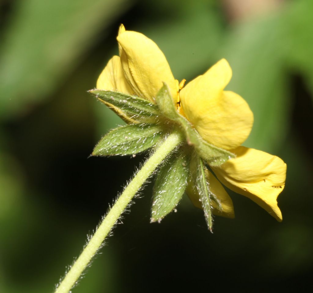 Ranunculus ... No, Potentilla reptans (Rosaceae)