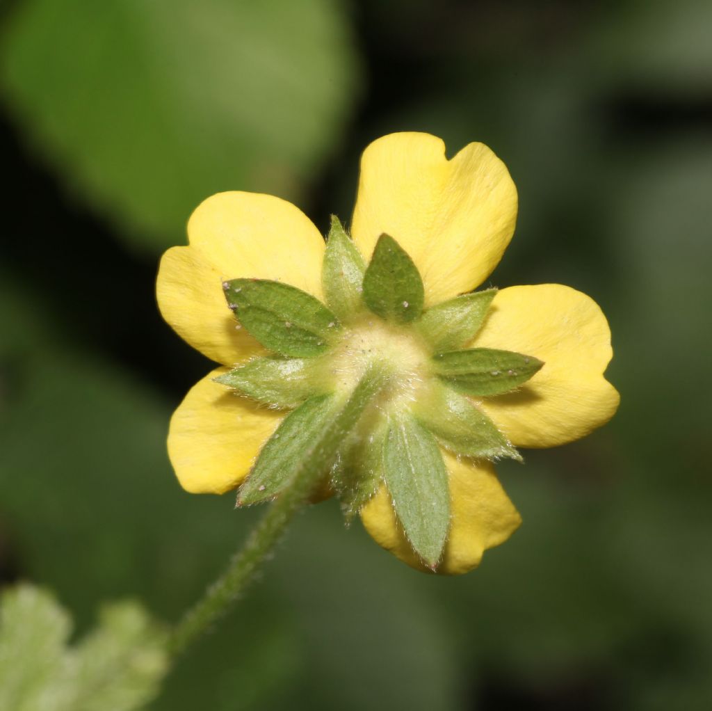 Ranunculus ... No, Potentilla reptans (Rosaceae)