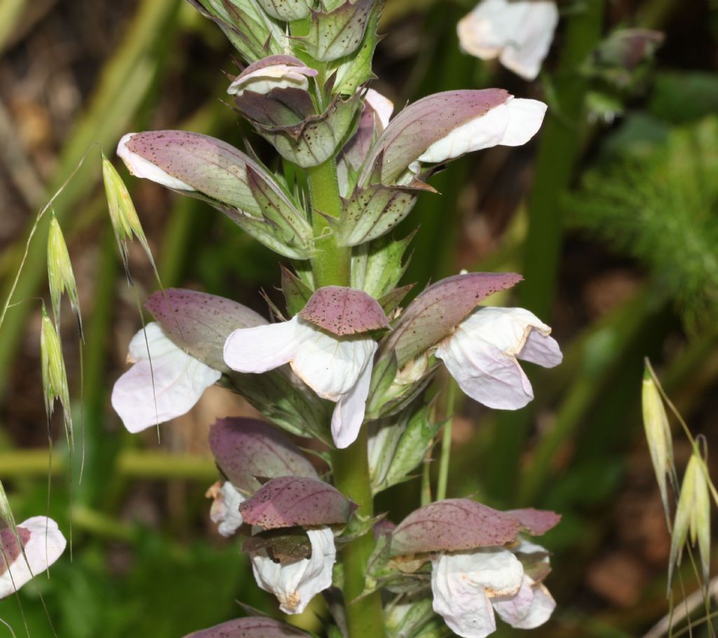 Acanthus mollis (Acanthaceae)