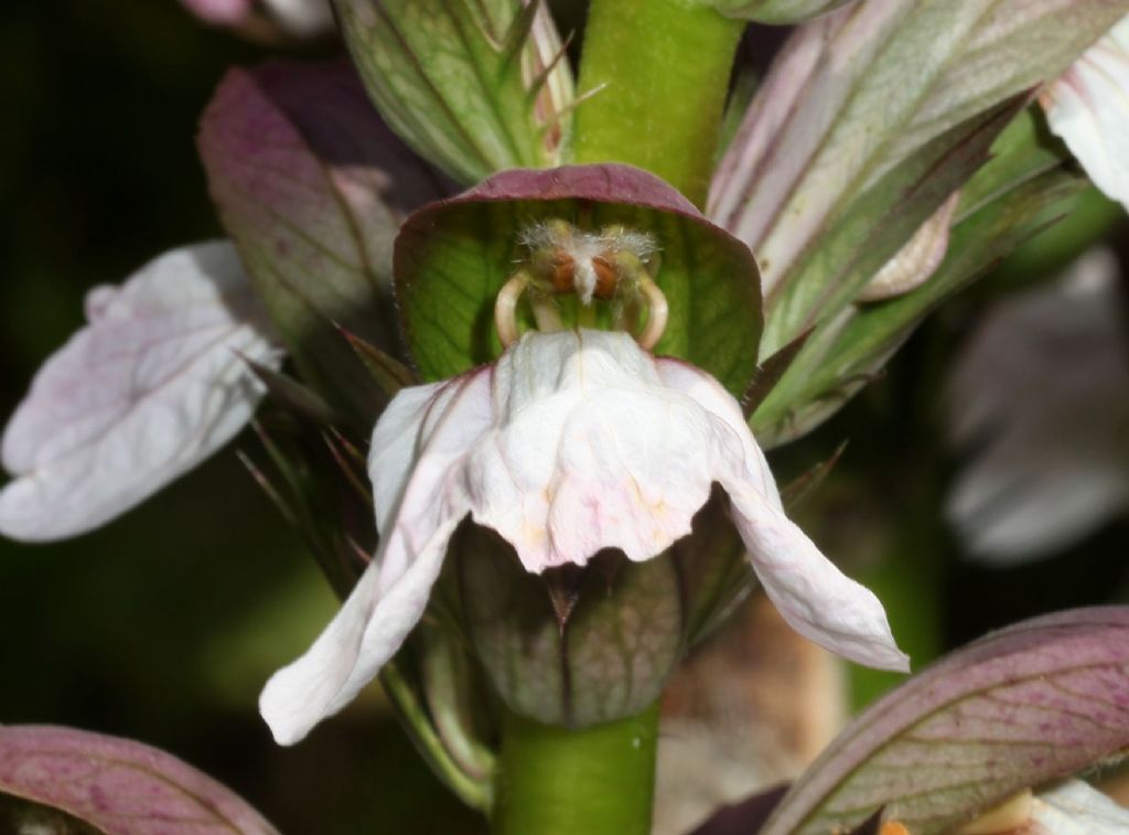 Acanthus mollis (Acanthaceae)