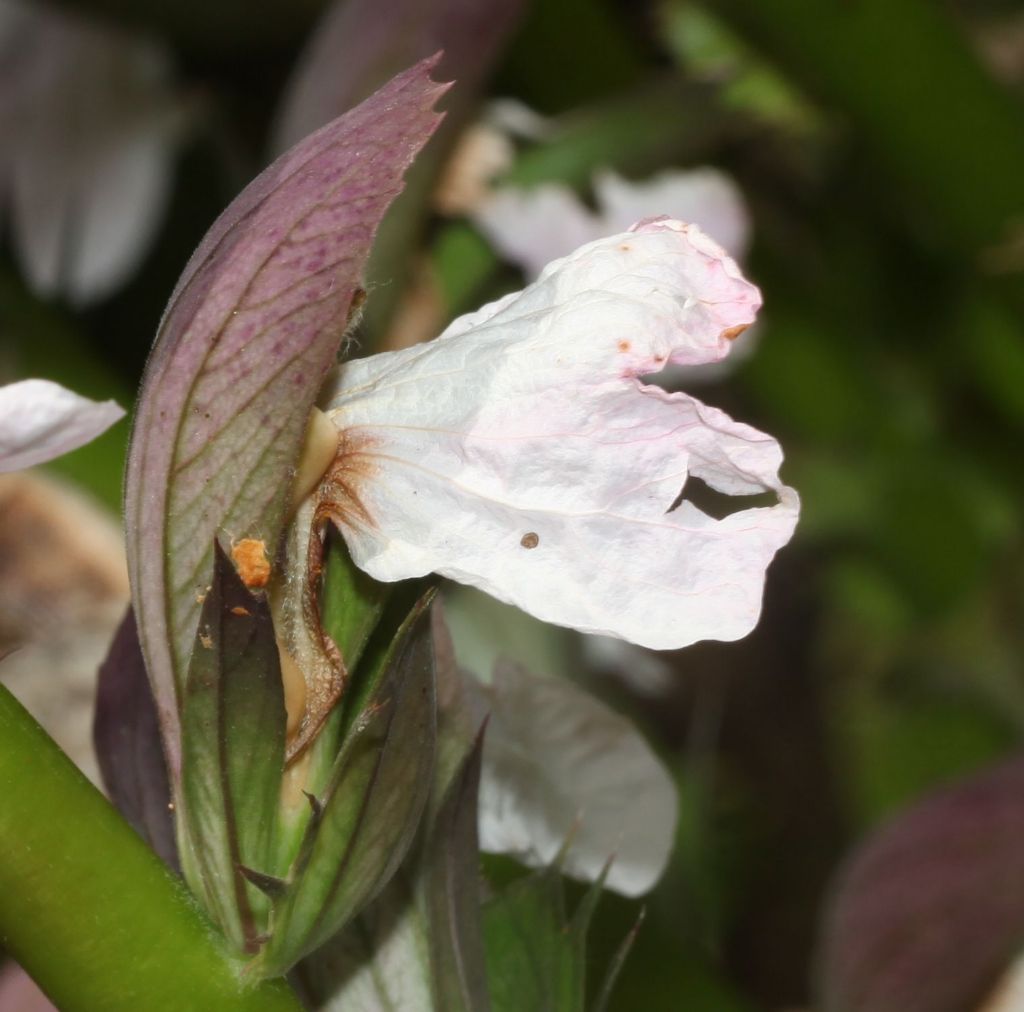 Acanthus mollis (Acanthaceae)