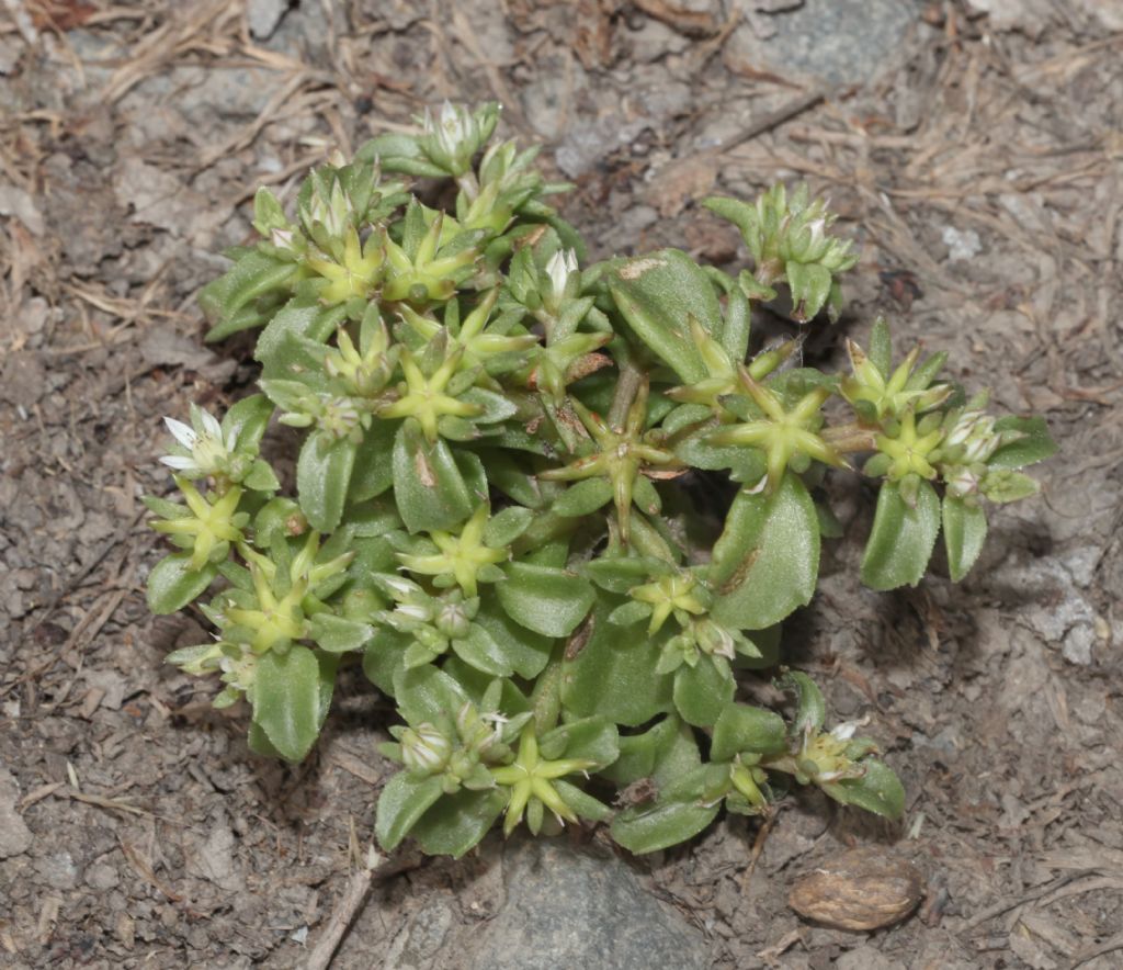 Phedimus stellatus (Crassulaceae)
