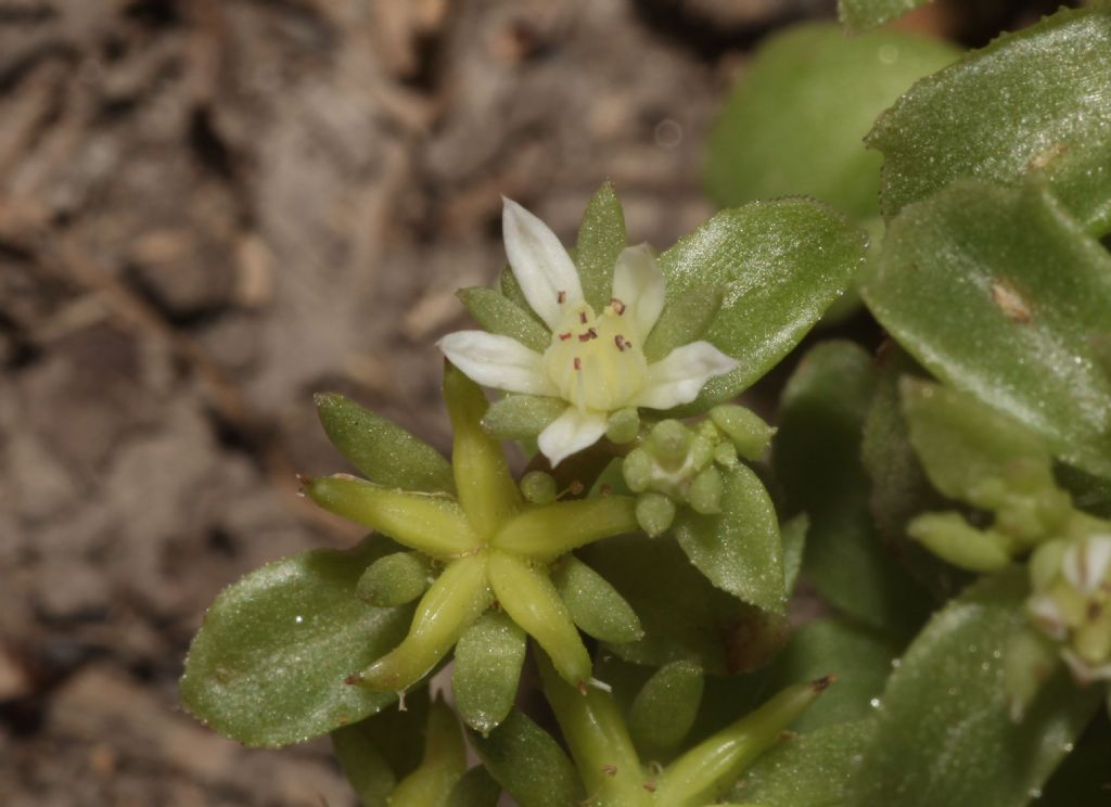 Phedimus stellatus (Crassulaceae)