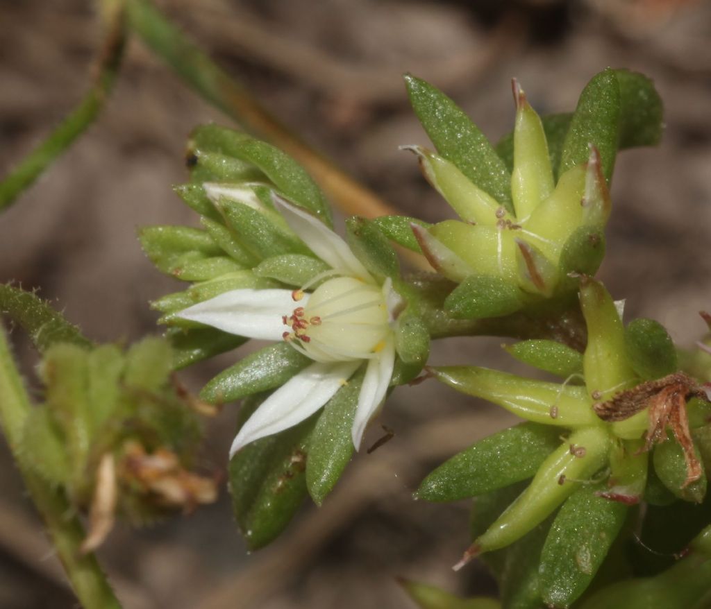 Phedimus stellatus (Crassulaceae)