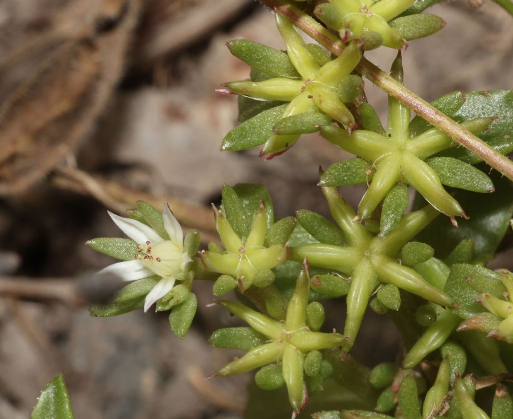 Phedimus stellatus (Crassulaceae)