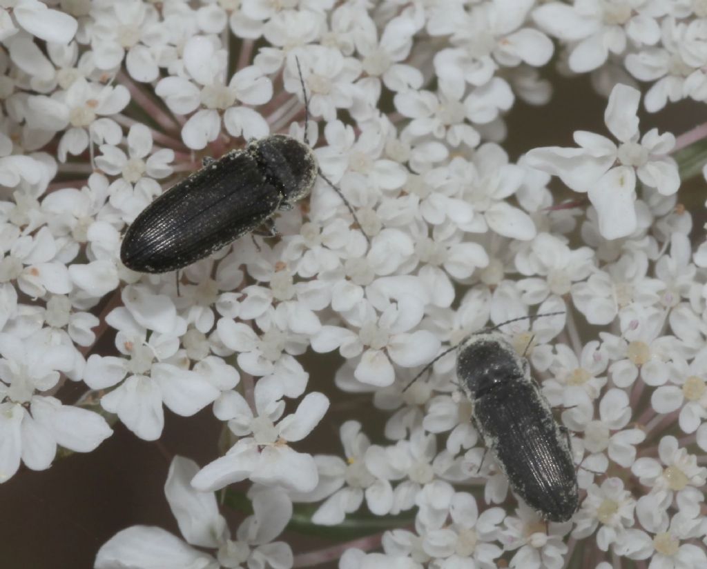 Elateridae su carota selvatica: Cardiophorus cfr. vestigialis