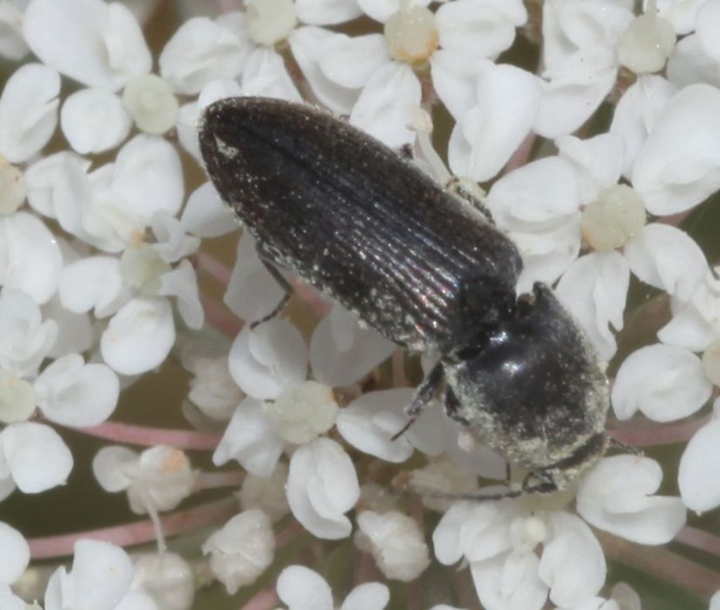 Elateridae su carota selvatica: Cardiophorus cfr. vestigialis