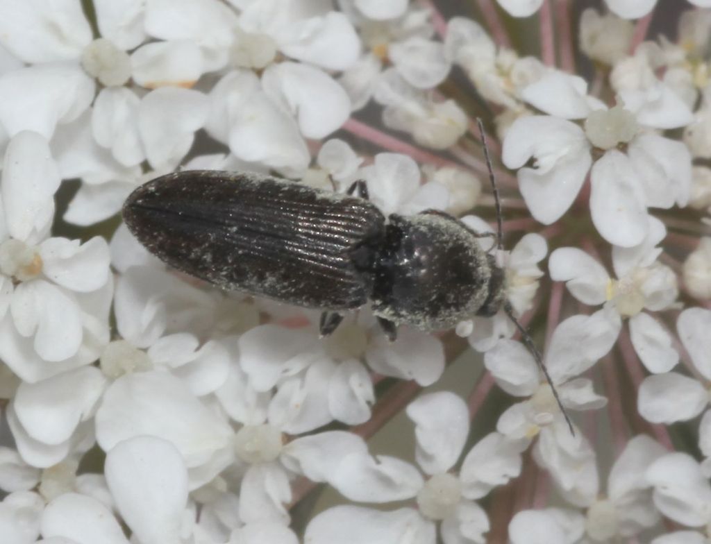 Elateridae su carota selvatica: Cardiophorus cfr. vestigialis