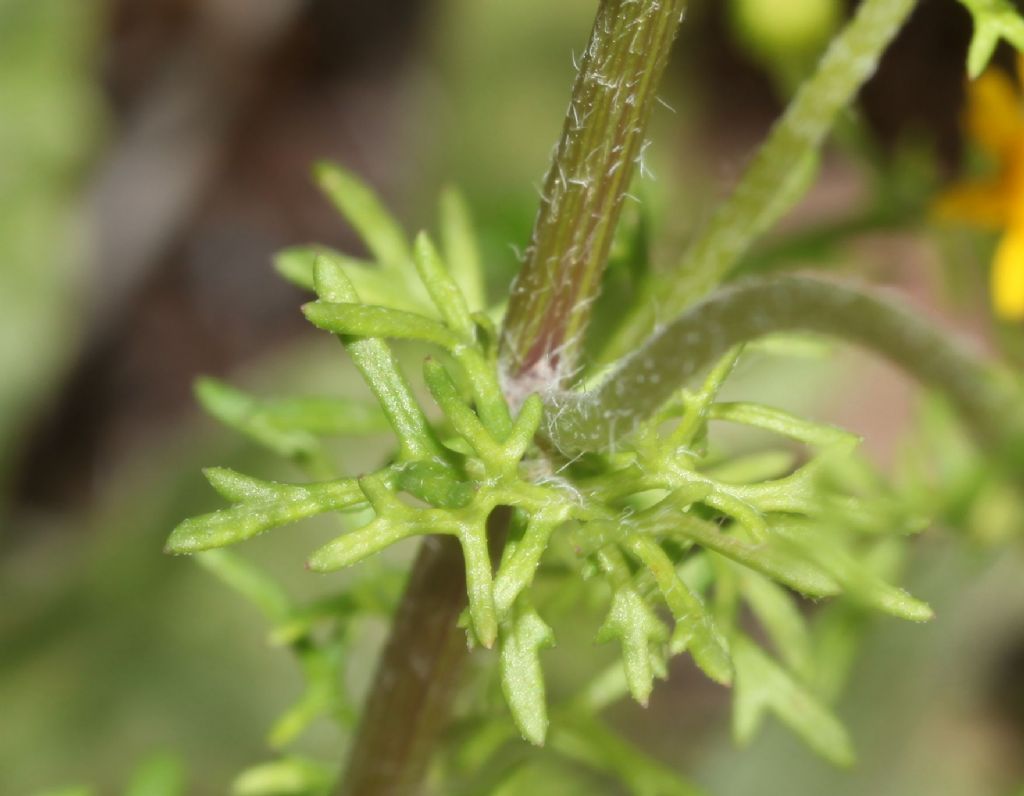 Piccola Asteraceae:  Jacobaea delphiniifolia (=Senecio delphinifolius )