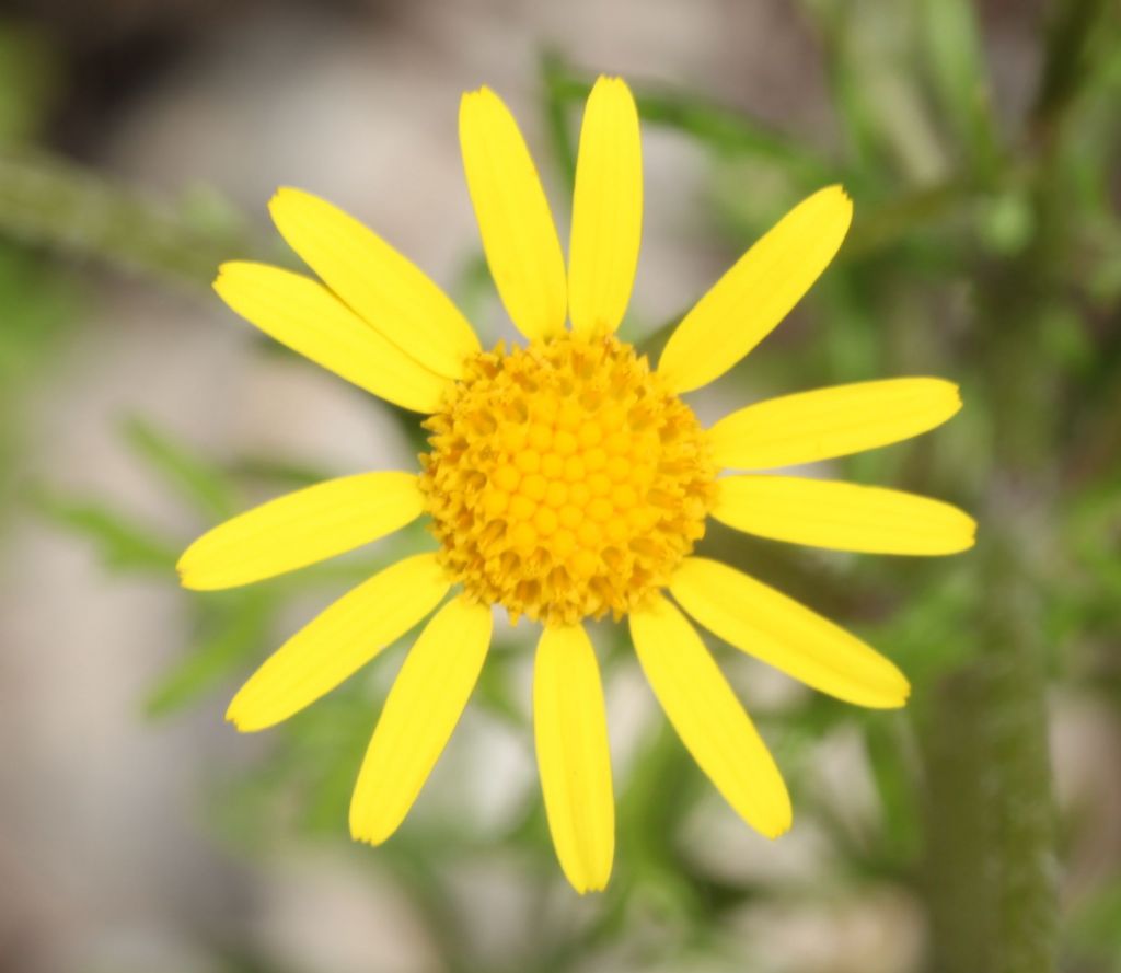 Piccola Asteraceae:  Jacobaea delphiniifolia (=Senecio delphinifolius )