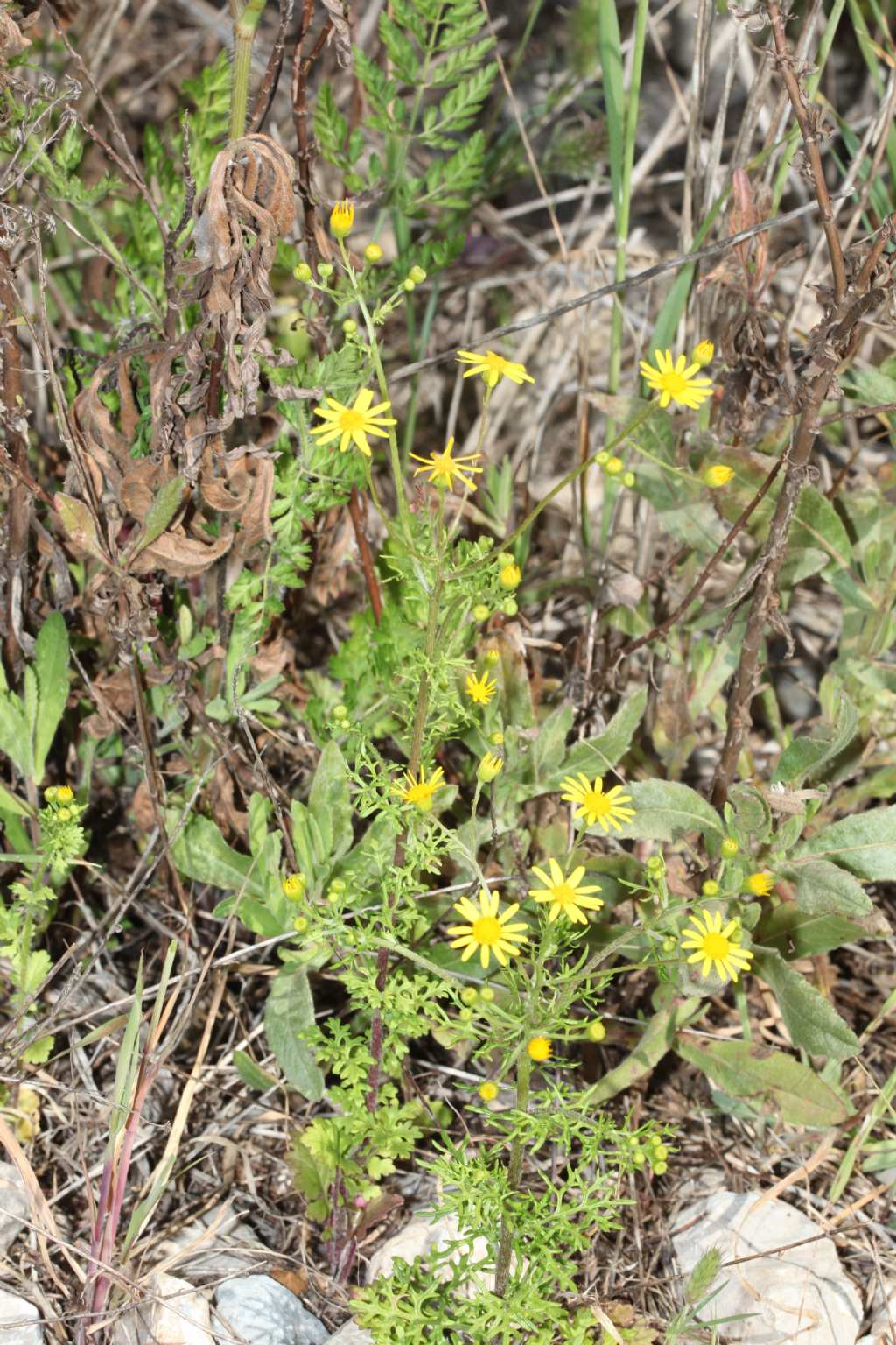 Piccola Asteraceae:  Jacobaea delphiniifolia (=Senecio delphinifolius )