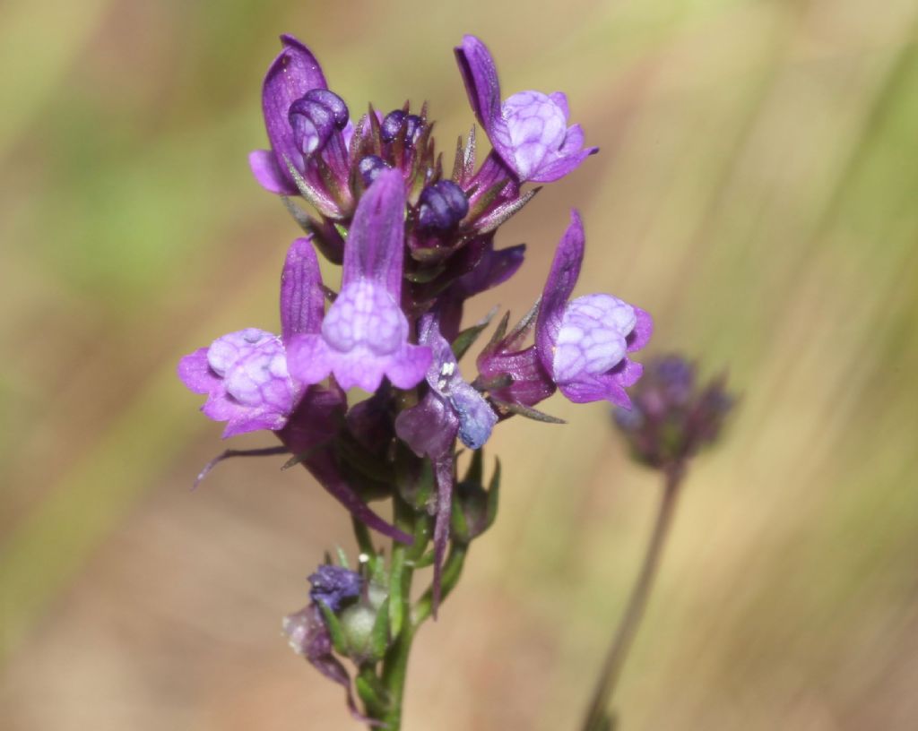 Linaria pelisseriana (Plantaginaceae)