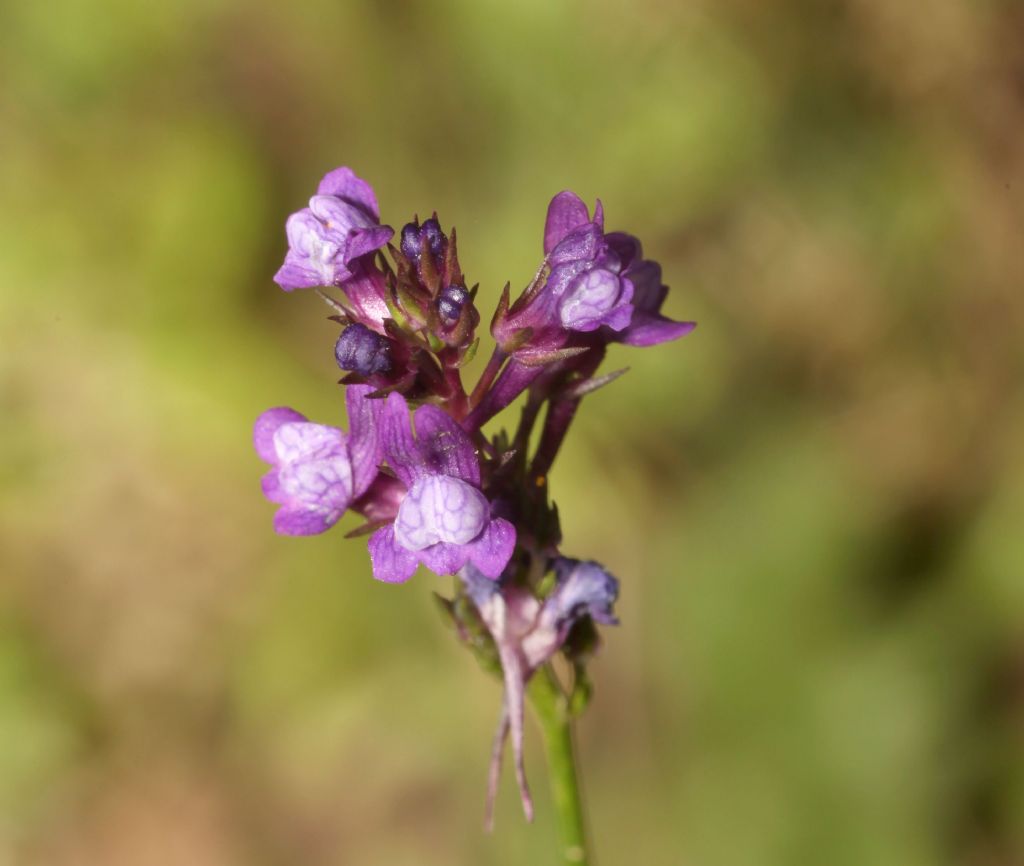 Linaria pelisseriana (Plantaginaceae)