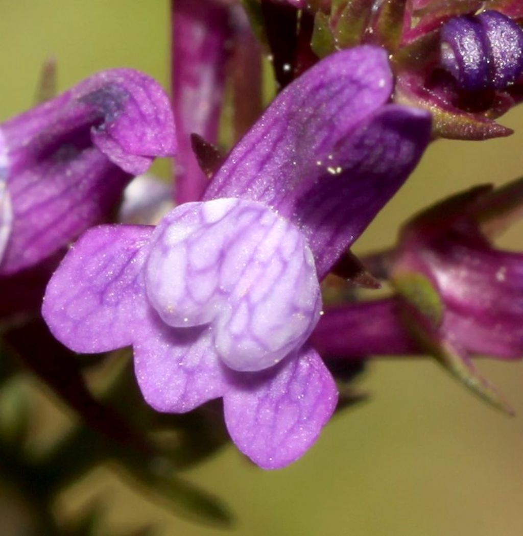 Linaria pelisseriana (Plantaginaceae)