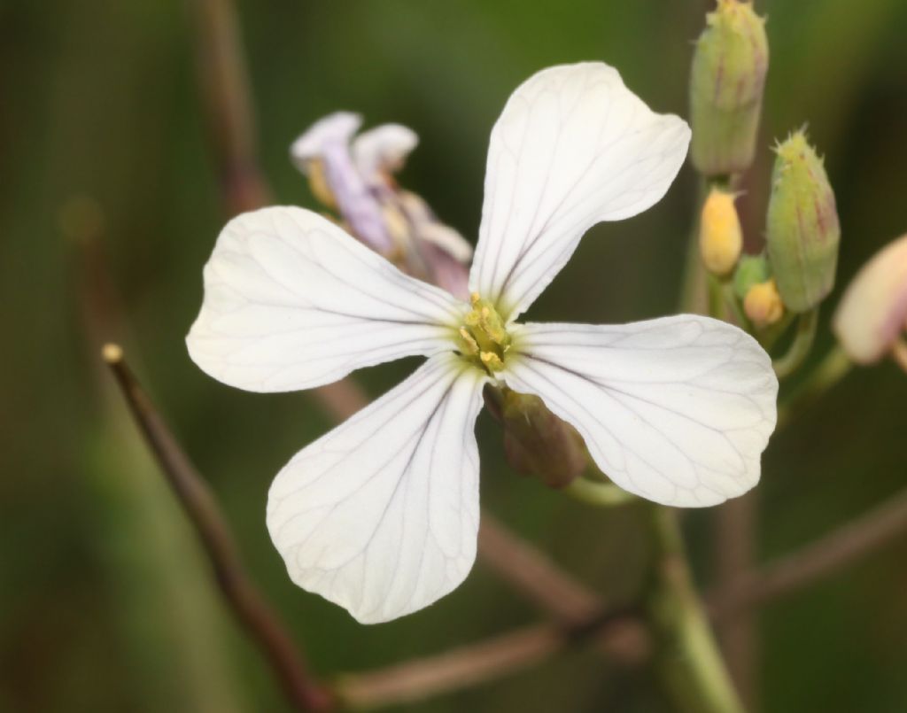 Brassica insularis?  No,  Raphanus raphanistrum