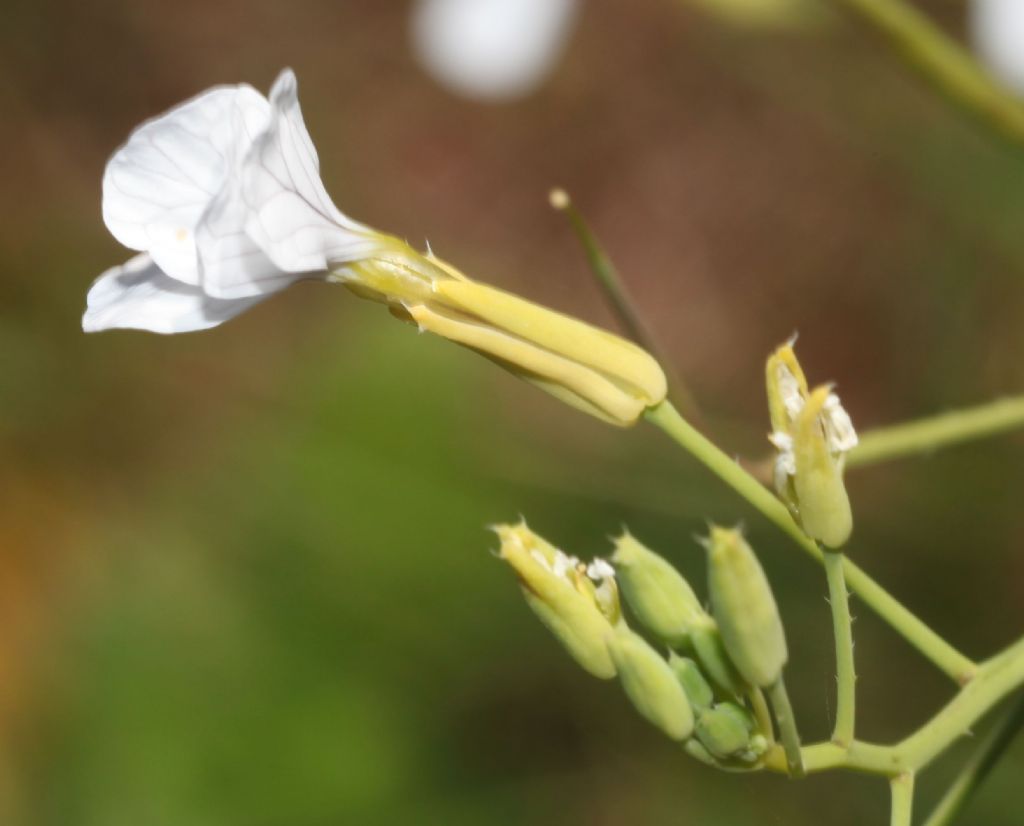 Brassica insularis?  No,  Raphanus raphanistrum