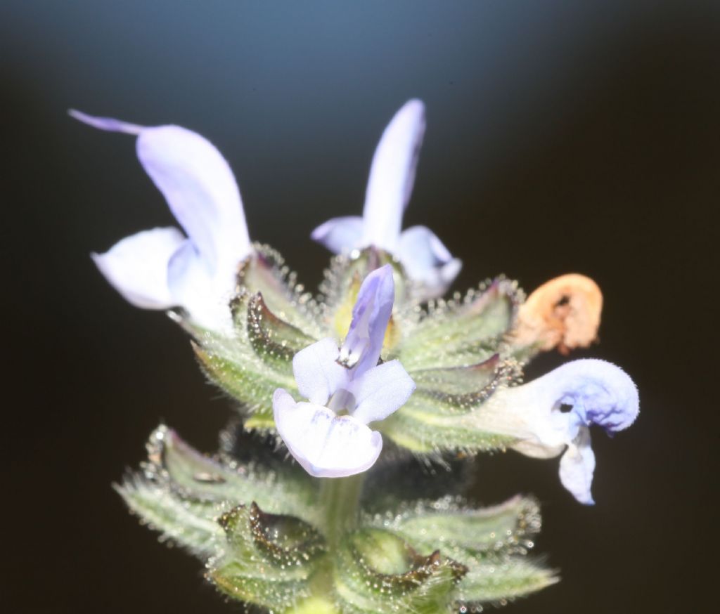 Salvia clandestina (Lamiaceae)