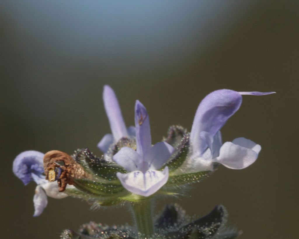 Salvia clandestina (Lamiaceae)