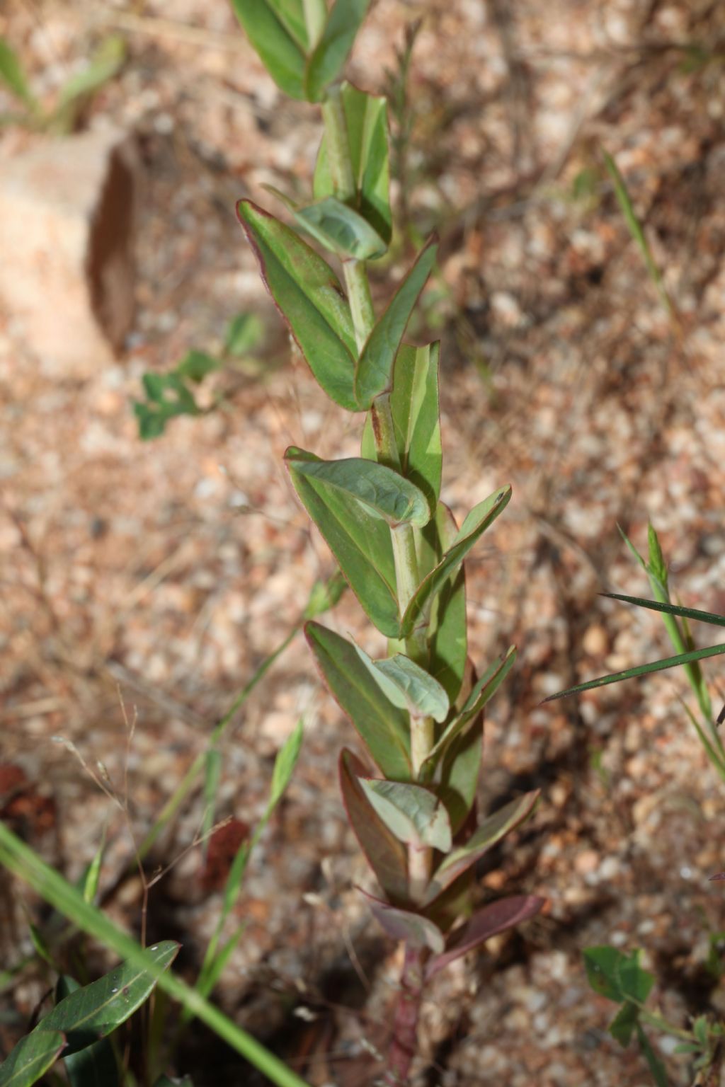 Iperico?  S, Hypericum perfoliatum