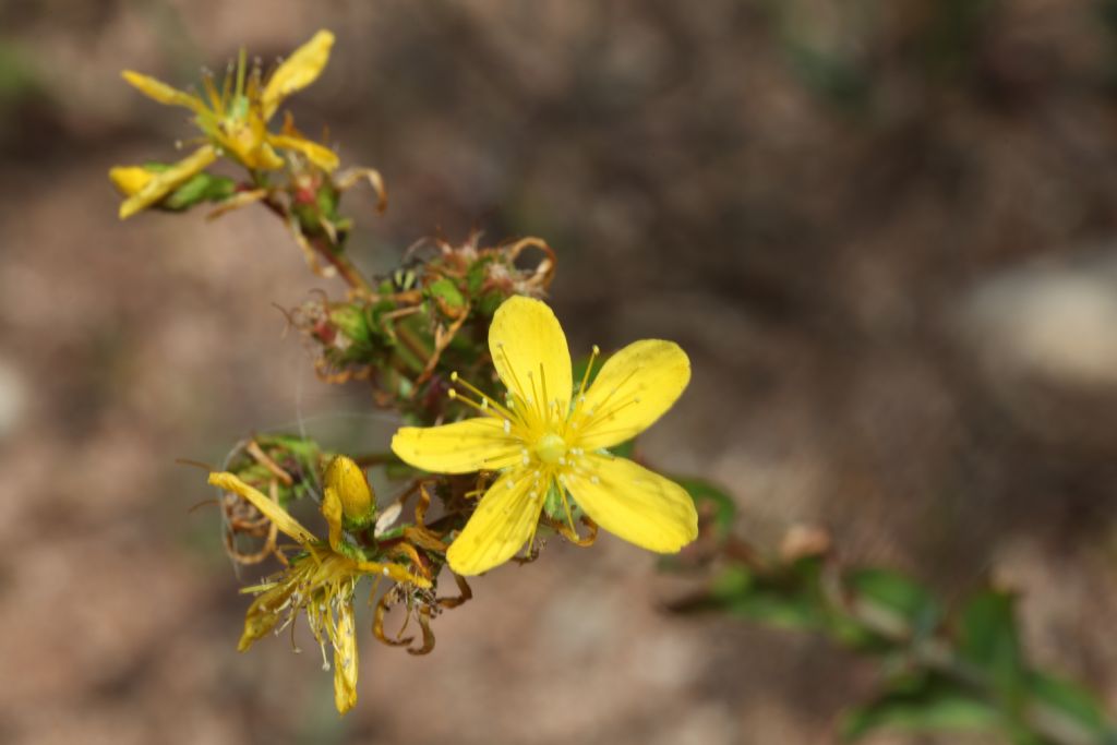 Iperico?  S�, Hypericum perfoliatum