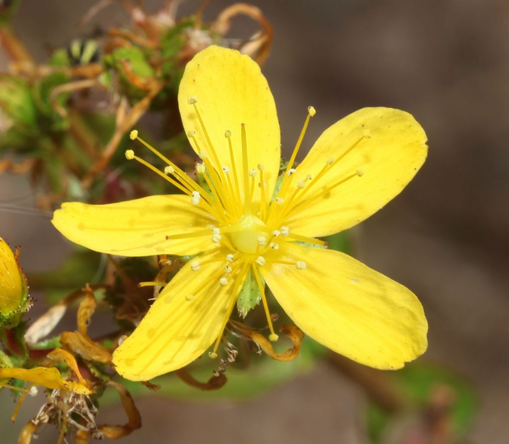 Iperico?  S�, Hypericum perfoliatum