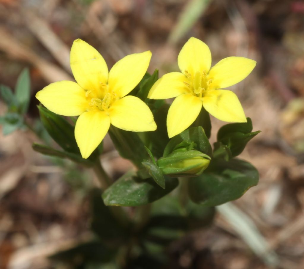 Centaurium maritimum