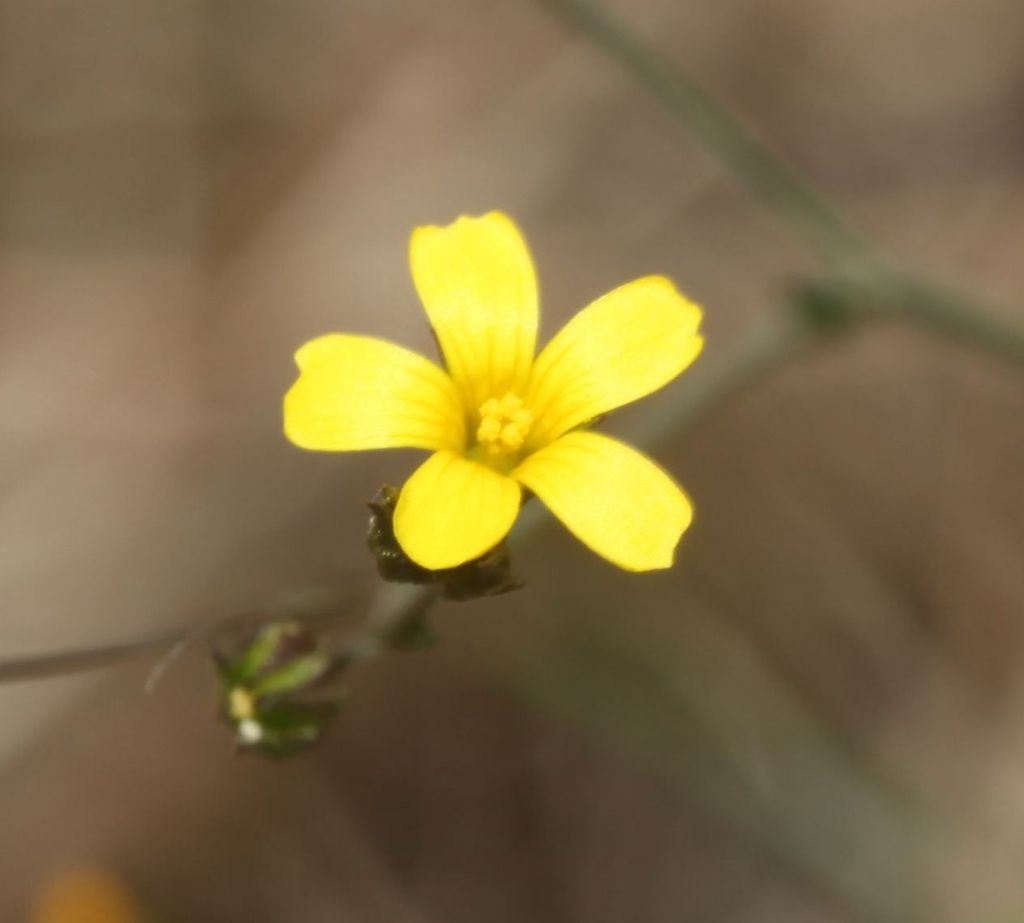 Linum trigynum
