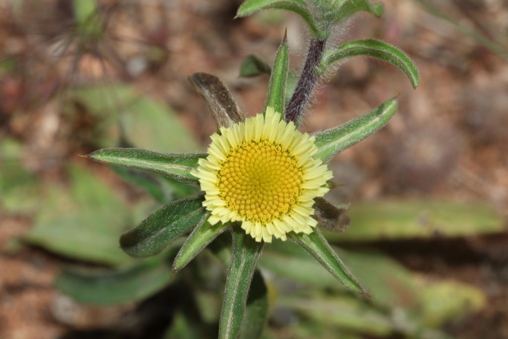 Pallenis spinosa? S�