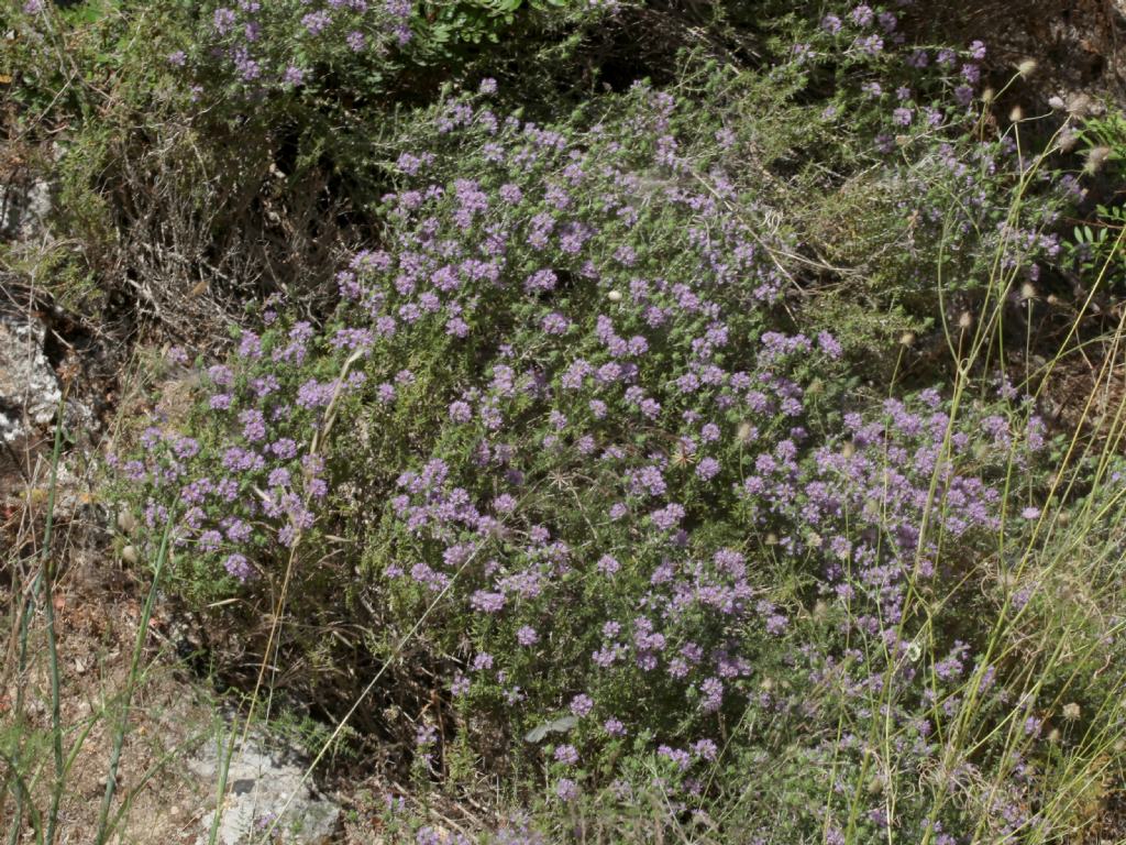 Pianta aromatica, mai vista prima: Thymbra capitata (Lamiaceae)