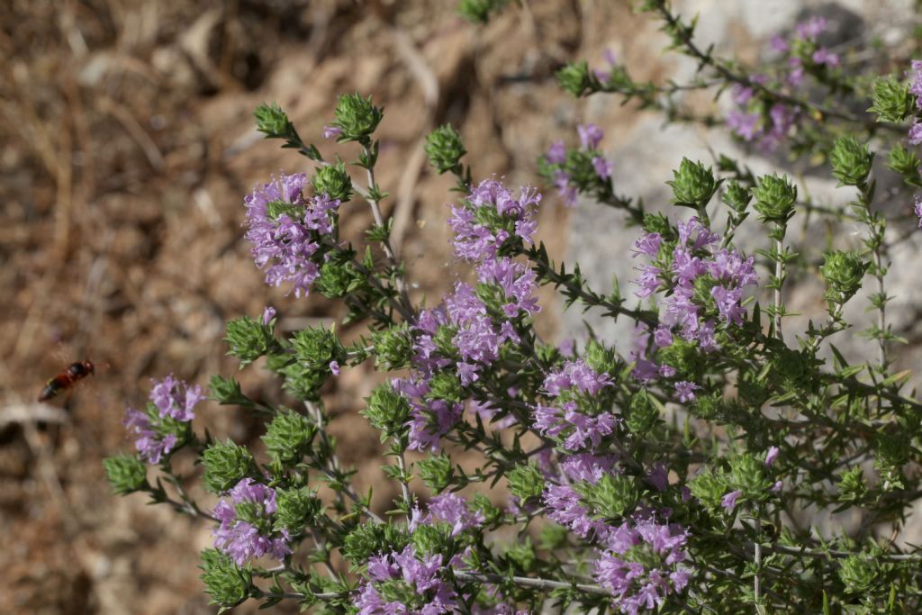 Pianta aromatica, mai vista prima: Thymbra capitata (Lamiaceae)