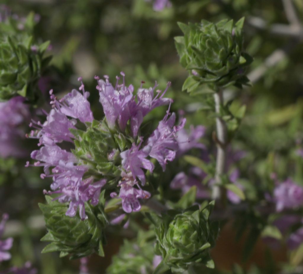 Pianta aromatica, mai vista prima: Thymbra capitata (Lamiaceae)