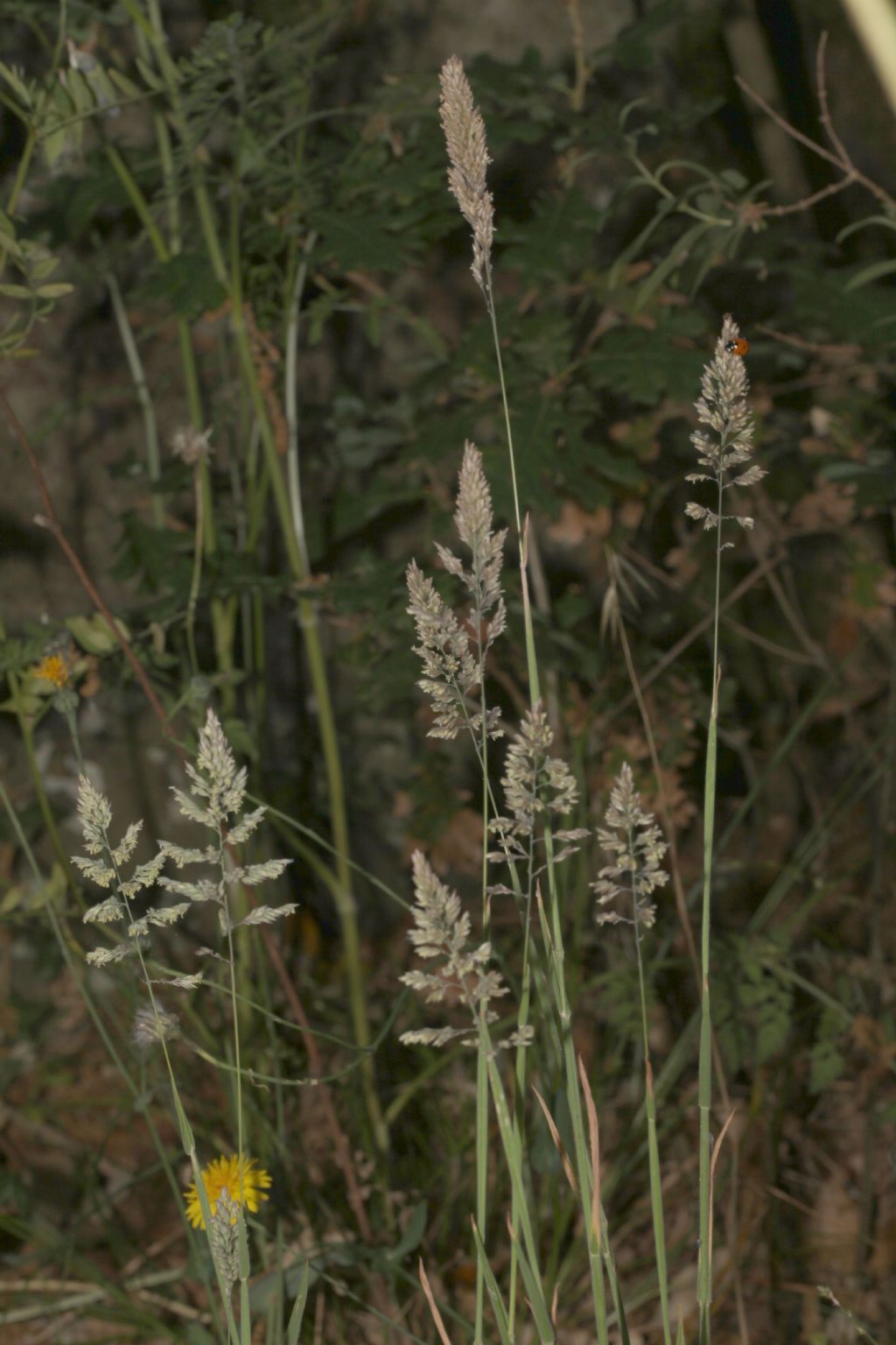 Dactylis glomerata ? S