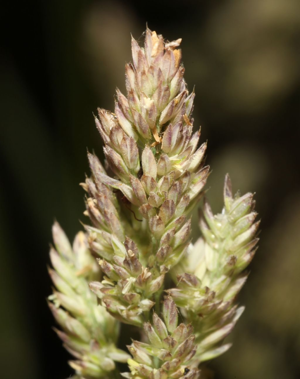 Dactylis glomerata ? S