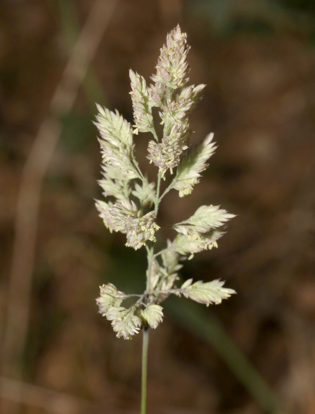 Dactylis glomerata ? S